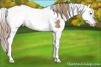 Horse Color:Chestnut Sabino