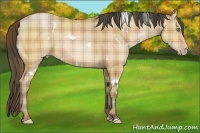 Horse Color:Plaid White Spotted Amber Champagne Rabicano