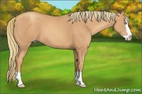 Horse Color:Gold Champagne Splash