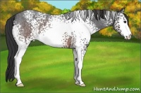 Horse Color:White Spotted Brown Roan 