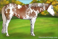 Horse Color:White Spotted Chestnut Splash