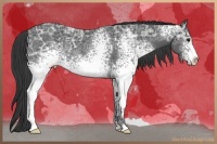 Horse Color:White Spotted Black Ice Rabicano 