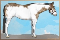 Horse Color:Bay Sabino Splash Frame 