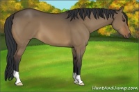 Horse Color:Brown Dun 