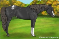 Horse Color:Smoky Black Appaloosa