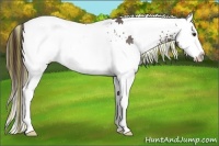 Horse Color:Painted White Spotted Liver Chestnut Ice Splash 