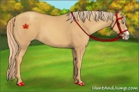 Horse Color:Gold Champagne Splash 