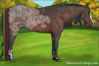 Horse Color:Painted Bay Ice Sabino Rabicano 
