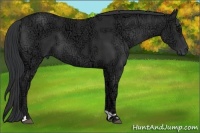 Horse Color:Black Ice 