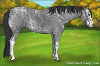 Horse Color:Blue Ice Roan and Blue Ice Roan Splash