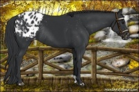 Horse Color:Black Appaloosa Rabicano 