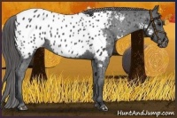 Horse Color:Black Appaloosa Rabicano 