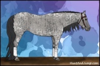 Horse Color:Blue Ice Roan and Grullo Ice Roan