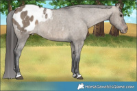 Horse Color:Brown Dun Appaloosa Brindle 