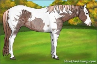 Horse Color:Painted Bay Ice Splash Tobiano