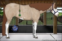 Horse Color:Red Dun Roan Splash Frame Rabicano 