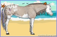 Horse Color:Classic Champagne Splash Appaloosa 