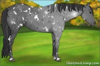 Horse Color:White Spotted Black