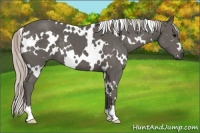 Horse Color:White Spotted Silver Black 