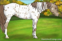Horse Color:White Spotted Classic Cream Champagne Appaloosa Rabicano 