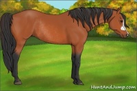 Horse Color:Bay Rabicano 