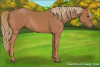 Horse Color:Chestnut Rabicano 