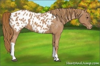 Horse Color:Chestnut Appaloosa 