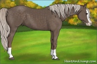 Horse Color:Silver Black Splash