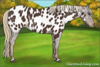 Horse Color:Liver Chestnut Appaloosa 