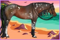 Horse Color:White Spotted Bay Sabino  and White Spotted Bay 