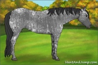 Horse Color:Blue Ice Roan  and Blue Ice Roan 