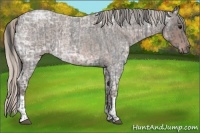 Horse Color:Blue Ice Roan  and Silver Blue Ice Roan 