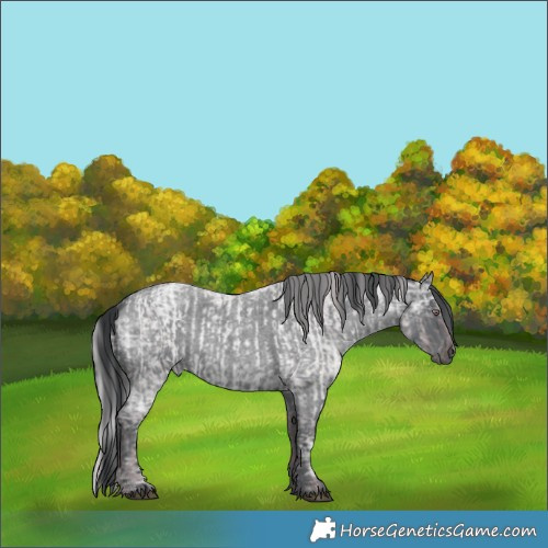 Horse Color:Chocolate Silver Blue Chinchilla Ice Roan and Blue Chinchilla Ice Roan Rabicano