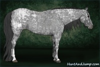 Horse Color:Blue Ice Roan and Blue Ice Roan Appaloosa
