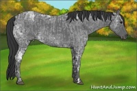 Horse Color:Blue Ice Roan  and Blue Ice Roan