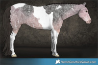 Horse Color:Liver Chestnut Ice Sabino Tobiano