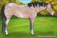 Horse Color:White Spotted Bay Ice Roan and Brown Ice Roan Sabino