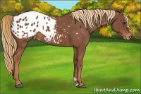 Horse Color:Chestnut Appaloosa 