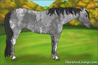 Horse Color:Blue Ice Roan  and Blue Ice Roan 