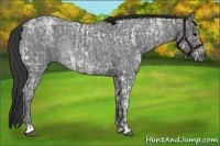 Horse Color:Blue Ice Roan and Blue Ice Roan Rabicano