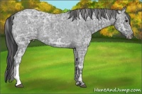 Horse Color:Blue Ice Roan and Blue Ice Roan Appaloosa