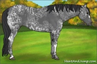 Horse Color:Black Ice  and Black Ice 