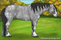 Horse Color:Blue Ice Roan  and Blue Ice Roan Splash 