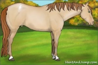 Horse Color:Bay Snowdrop Pearl Dun Varnish 
