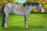 Horse Color:Blue Ice Roan  and Blue Ice Roan Splash 