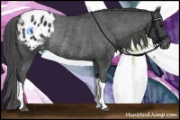 Horse Color:Black Appaloosa Rabicano