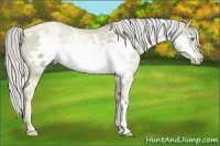 Horse Color:White Spotted Chocolate Palomino Pearl Frame 