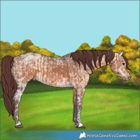 Horse Color:Chocolate Buckskin Ice Dun Rabicano  and Chocolate Brown Ice 