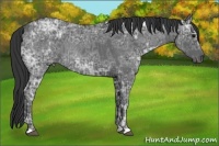 Horse Color:Blue Ice Roan and Blue Ice Roan