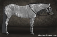 Horse Color:Blue Ice Roan  and Blue Ice Roan 